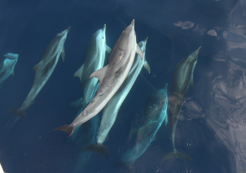 El avistamiento de delfines es común frente a la costa