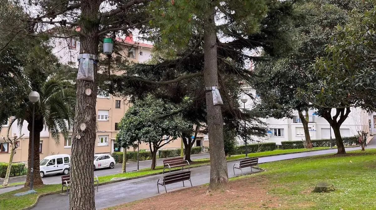 santurtzi campaña procesionaria 