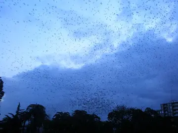 Próximamente se pondrá en marcha la campaña de estorninos