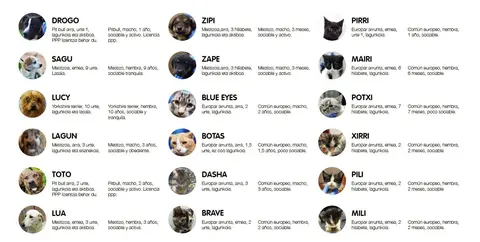 Un total de ocho perros y diez gatos