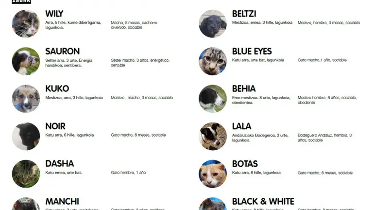 Gracias a la mayor concienciaci&oacute;n, este a&ntilde;o se han registrado menos abandonos