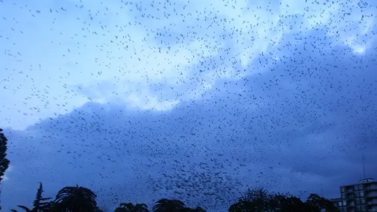Pr&oacute;ximamente se pondr&aacute; en marcha la campa&ntilde;a de estorninos