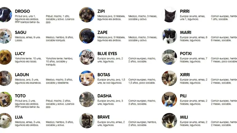 Un total de ocho perros y diez gatos