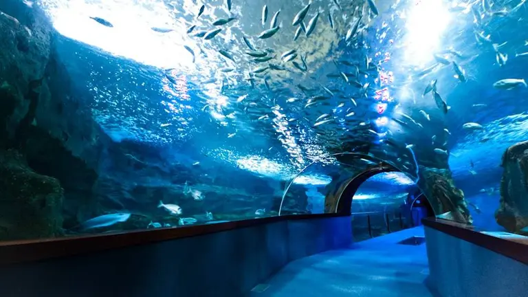 La iniciativa cuenta con un total de 50 plazas