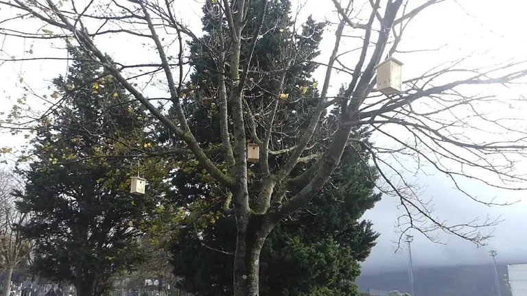 cajas-nido-santurtzi-serantes-natur-eskola